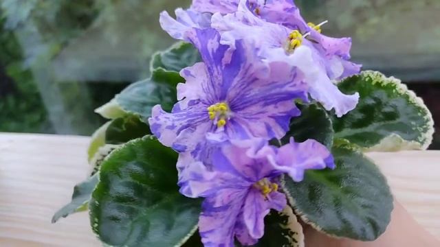 Фиалка ЛЕ- Сюрприз Зимы. смотреть онлайн