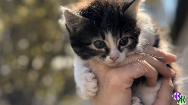 Больной старый КОТ потерялся в лесу, но преодолел 30 километров, чтобы вновь увидеть своих ХОЗЯЕВ смотреть онлайн