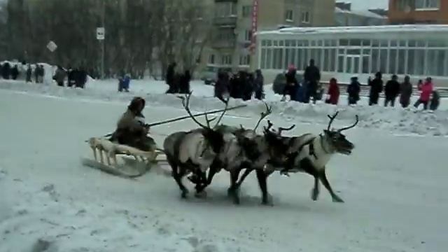 Беги же, северный олень! смотреть онлайн
