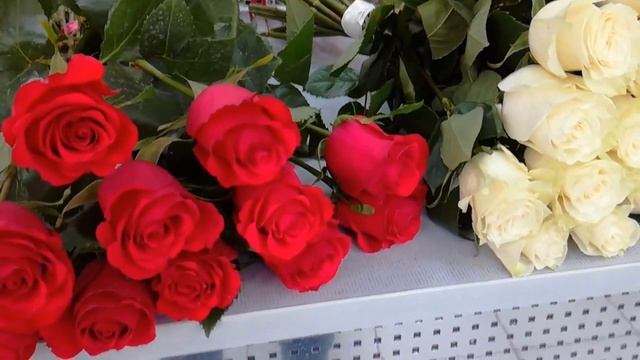 Красные и белые розы смотреть онлайн