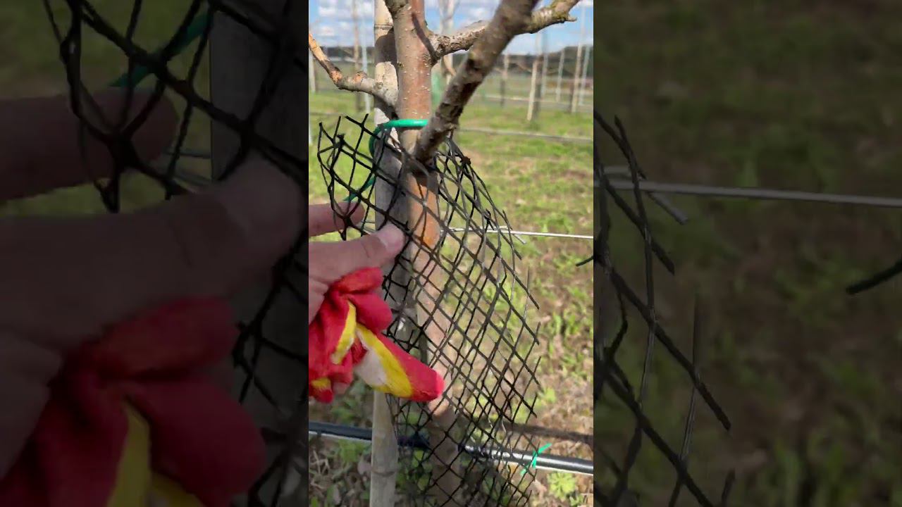 Заяц сожрал штамб у целого сада. 500 деревьев. #сад #яблоня смотреть онлайн