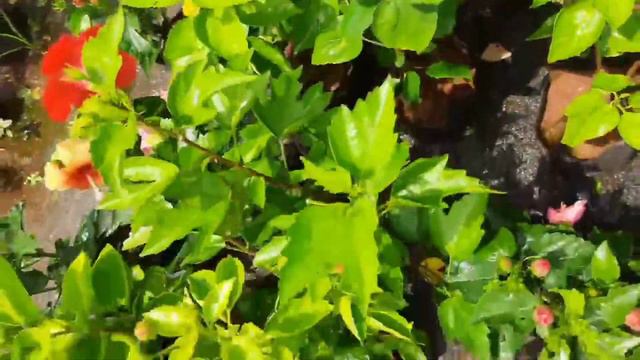 Vangani Nursery | Nursery | Near Badlapur | смотреть онлайн