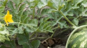 Сорт арбуза каристан