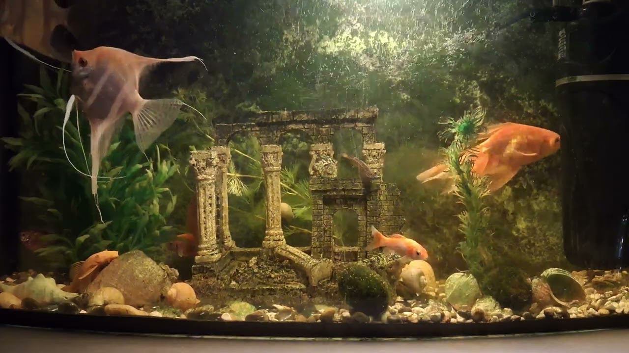 МОЙ АКВАРИУМ