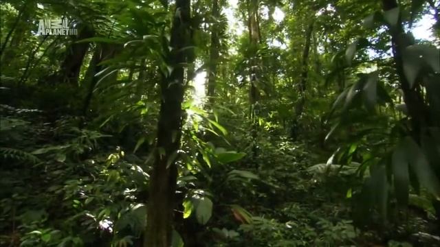 Неизвестные Карибы (Caribbean)