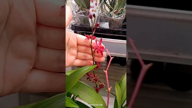 Орхидеи в магазине "Сарай" Ульяновск 28.08.23 смотреть онлайн