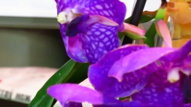 Новый завоз орхидей от 11.08.2020г.Шикарный башмак!!!!! смотреть онлайн