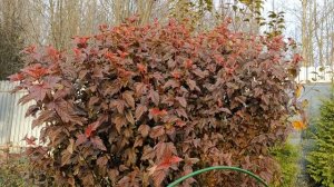 Пузыреплодник поздней осенью! Любимые сорта