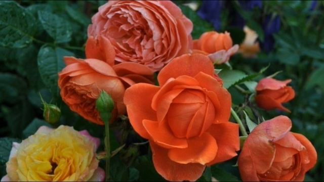 Июль - ухаживаем за цветами в саду смотреть онлайн