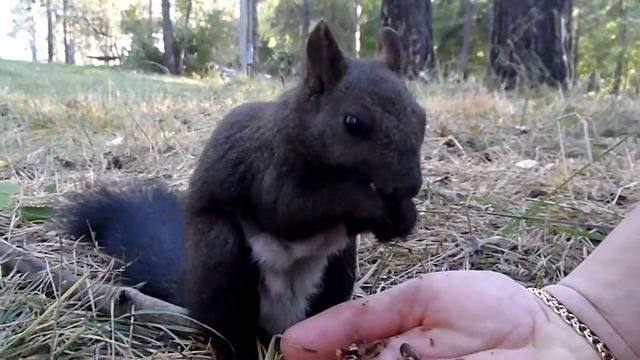 Белка грызет орехи из рук.