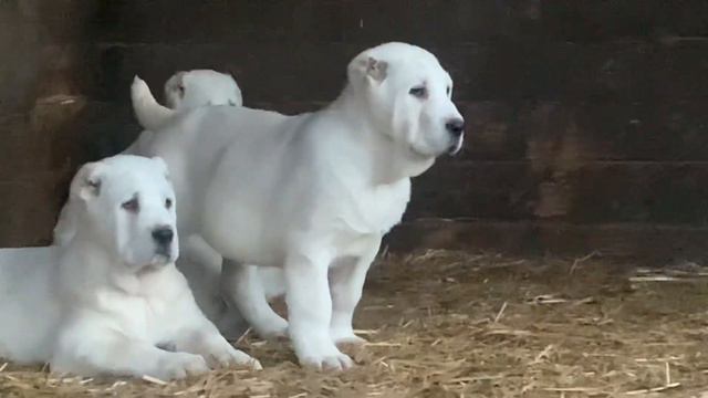 Алабаи малыши питомник Из Древнего Рода 7 недель смотреть онлайн