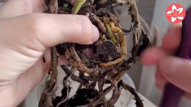 Орхидея с гнилыми корнями как спасти смотреть онлайн