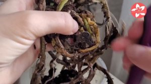 Орхидея с гнилыми корнями как спасти