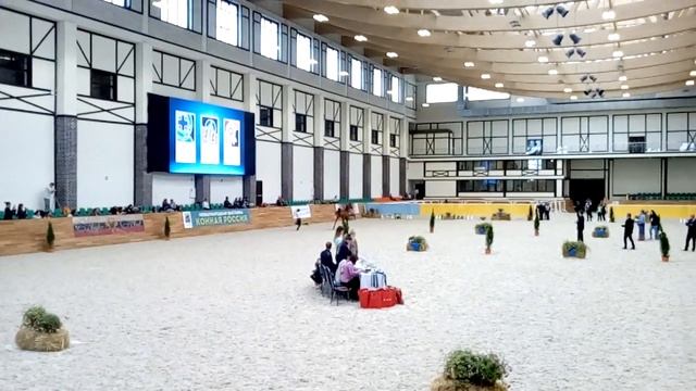 жеребец арабской породы юниор смотреть онлайн