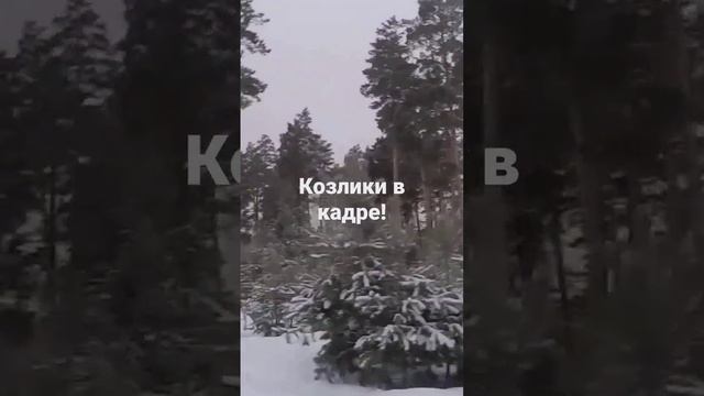 #косули#лес#на снегоходе по лесу . смотреть онлайн