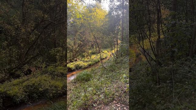 Косинский парк. Реальный лес.