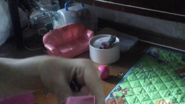 Мой кукольный домик монстр хай 1 часть!))) смотреть онлайн