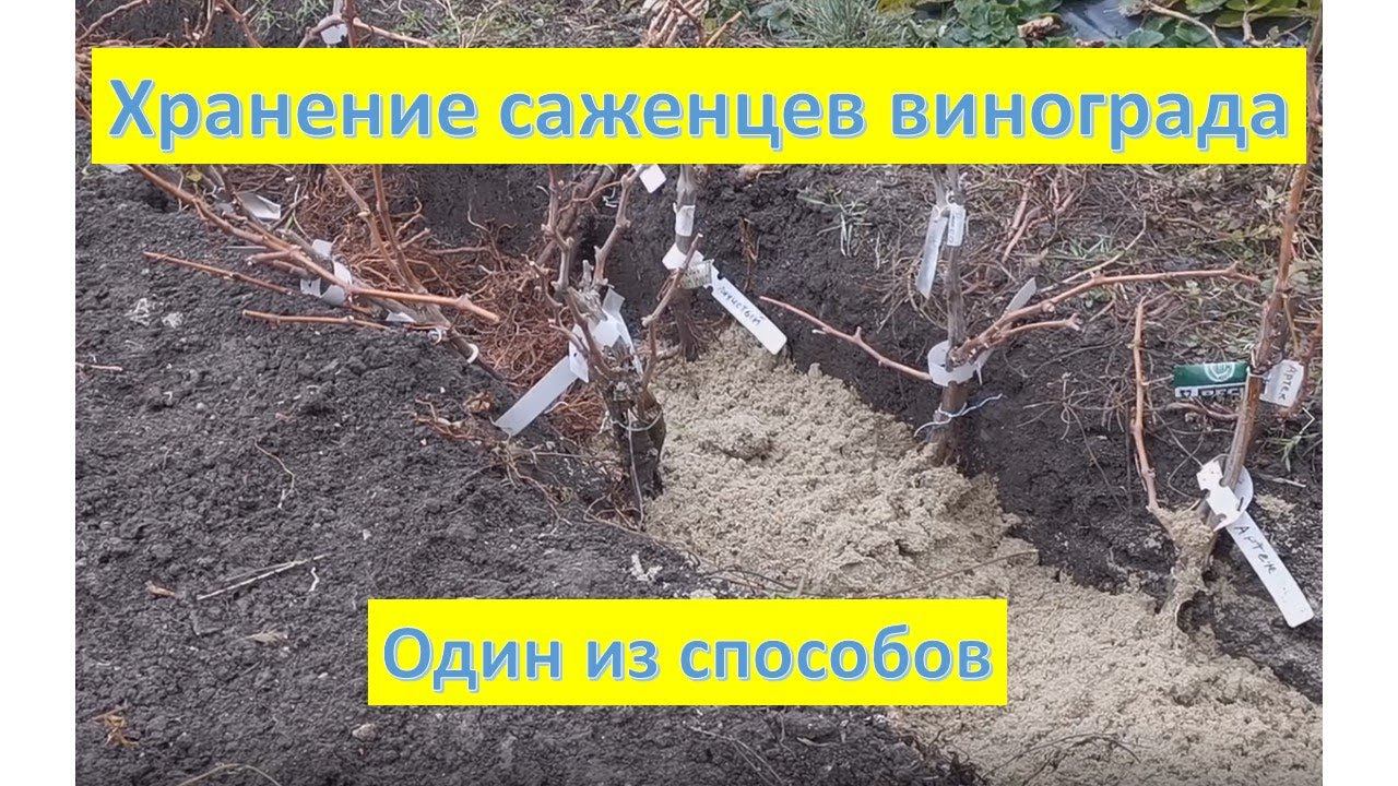 Хранение саженцев винограда зимой. Ноябрь 2022 смотреть онлайн