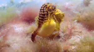 МОРСКИЕ КОНЬКИ - Уникальная беременность