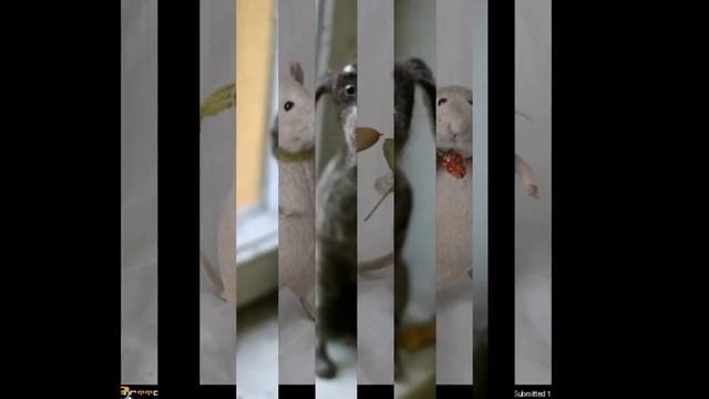Звери из шерсти (валяние)