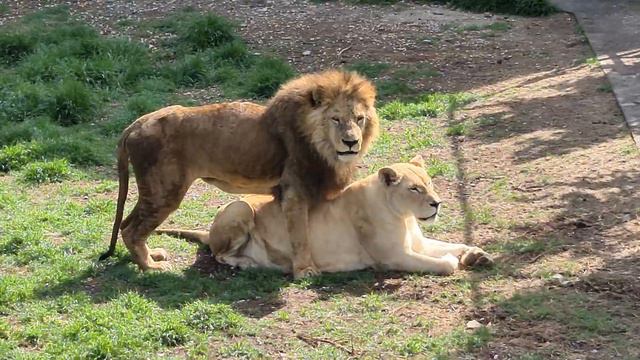 Казанова готов собой закрыть свою блондинку) Тайган Lions in Crimean Taigan смотреть онлайн
