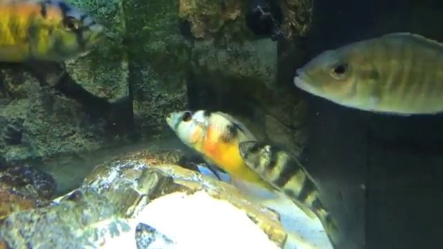 Astatotilapia latifasciata Spawning (ft. Nyerei couple and Stuartgranti peacock) смотреть онлайн