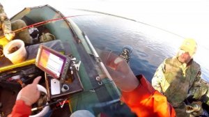 Сом осенью на квок. Иваньковское водохранилище