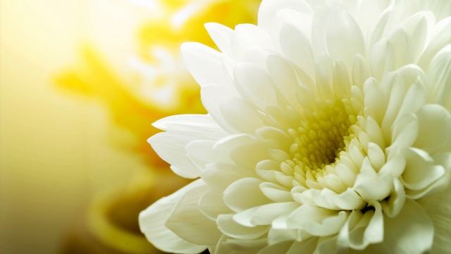 Morning Relaxing Music Healing Music for Stress Relief