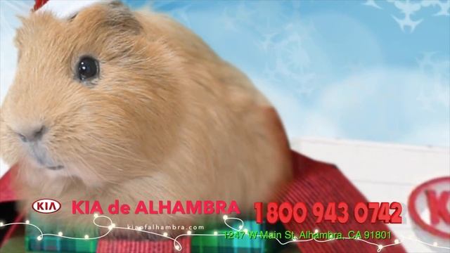 KIA ALHAMBRA HAMSTER ESP DEC 16 31 смотреть онлайн