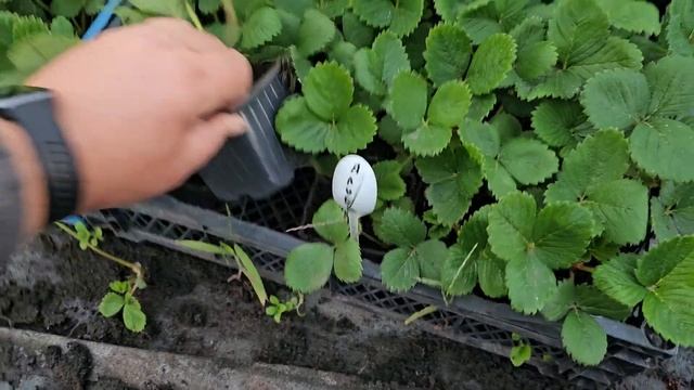 Саженцы ЗКС(закрытая корневая система), как они выглядят. Принимаем заказы на весну 2024г. смотреть онлайн