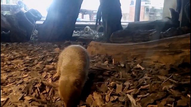 ~ЖЕНЯ РИШКО - ПОХОД В ЗООПАРК~ смотреть онлайн