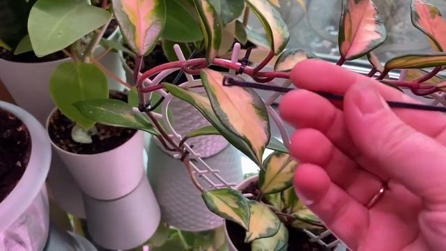 Будни цветовода | Обработка растений препаратом 30+ и фитолавином | 03.04.2022г. смотреть онлайн