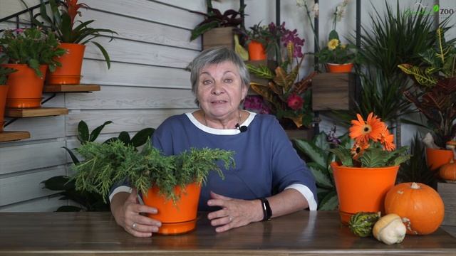 Посадите ЭТИ Многолетники Осенью ? Лучшее Цветы Для Посадки Осенью смотреть онлайн