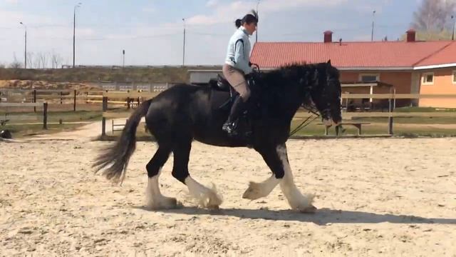 Роза шайр 5 лет смотреть онлайн