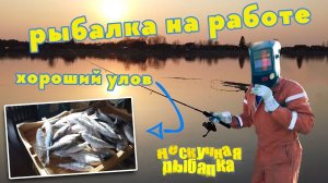 Рыбалка на работе. Река Паша. Ленинградская обл. Хороший улов