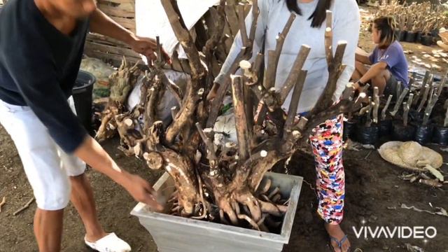 Planting Uprooted Bougainvillea | New hunt 😱 смотреть онлайн