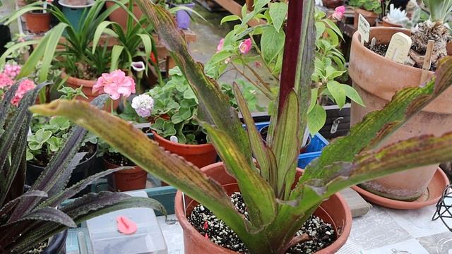 Propagating Eucomis aka Pineapple lily by leaf cuttings смотреть онлайн