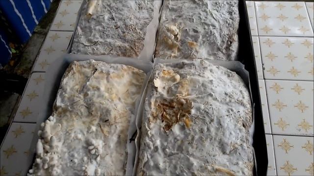 Coltivazione a casa di cardoncelli freschi (Pleurotus eryngii) DIY mushrooms смотреть онлайн