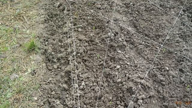 Посадка кукурузы рассадой. Как защитить кукурузу от ворон. Старинный, простой и проверенный метод смотреть онлайн