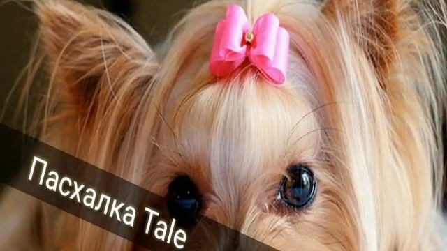 Топ 5 милых пород собак (по моему мнению читать в начале видео) смотреть онлайн