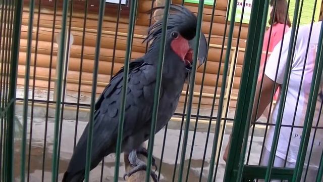 Пальмовый черный Какаду в Зоопарке-Сафари.Бердянск 2016 год. смотреть онлайн