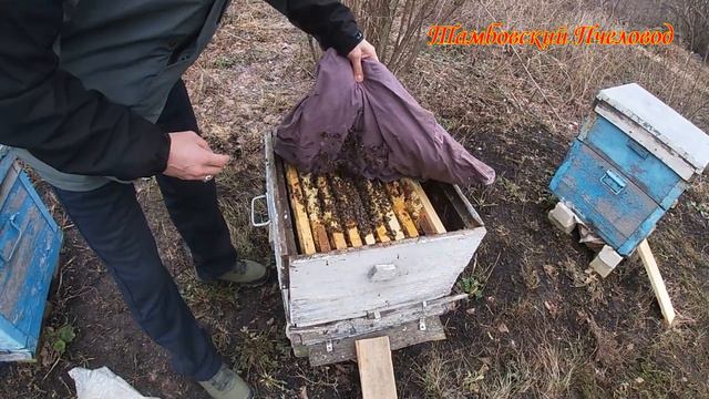 25 марта - Начинающий пчеловод в 85 лет, итоги зимовки. смотреть онлайн