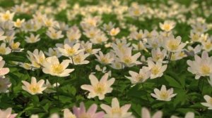 Лягушка (или Три желания) дворовая песня.исп Г.Погорельская (Кислякова).mp4