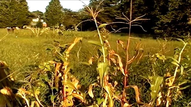 Sonnet 12 by William Shakespeare смотреть онлайн