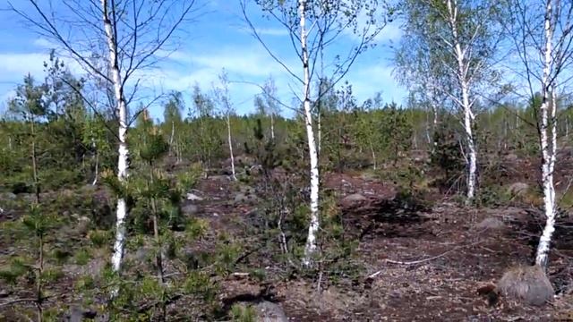 Стрекоза и зелёная лягушка,кто прячется на болоте смотреть онлайн