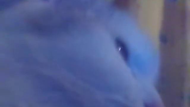 Волшебные питомцы саздали канал и песню в канце видео смотреть онлайн