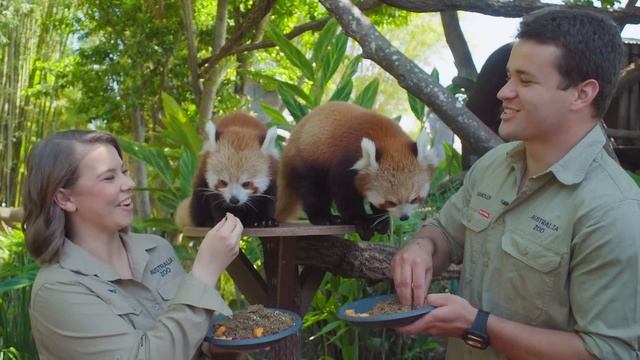 We can't get enough of our red panda cubs! | Australia Zoo Life смотреть онлайн