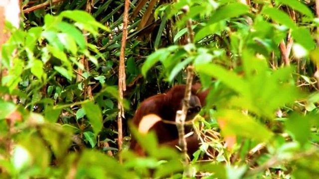 Борнео в поисках лесного человека смотреть онлайн