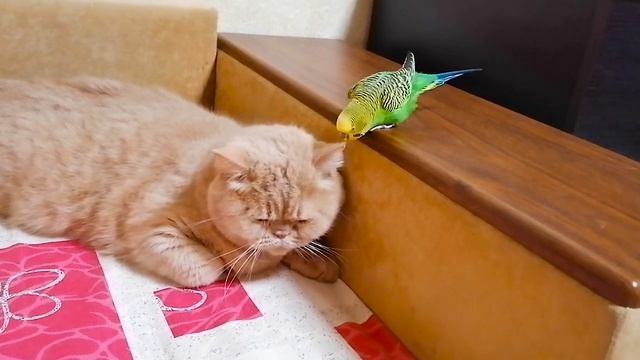 Кот балдеет от такого массажа попугаем смотреть онлайн