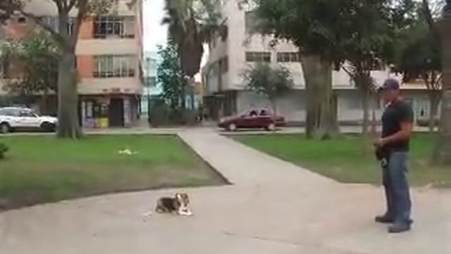 Beagle Tricolor Entrenamiento